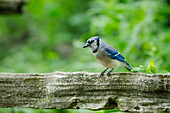 Bluse jay sitting on a fence in a forest