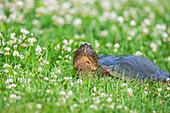 Schnappschildkröte (Chelydra serpentina)  in der Wiese, Colonel Samuel Smith Park, Toronto, Ontario, Kanada