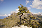 Landschaft im Tramuntanagebirge Serra de Tramuntana an der Nordküste, Insel Mallorca, Balearen, Spanien