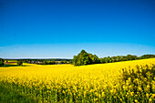Rapsfelder (Brassica napus) blühend, im Mai, in Bayrisch Schwaben, Deutschland