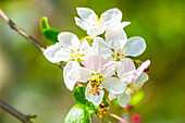  Bee on apple blossoms, Bavaria, Germany 