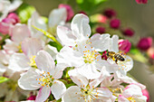  Bee approaching apple blossoms, Bavaria, Germany 