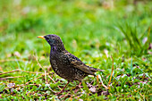 Star (Sturnus vulgaris) auf einer Wiese, im Frühjahrs Kleid, in Bayern Deutschland