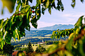 Wallfahrtskirche St. Marinus und Anianus und Kapelle St. Vitus in Wilparting mit Blick auf das Mangfallgebirge, Ausblick vom Aussichtspunkt Irschenberg, Oberbayern, Bayern, Deutschland