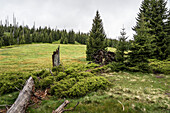 Kirchlinger Stand at Steinfleckberg, Bavarian Forest National Park, Mauth, Bavaria 