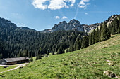 Blick über Wiesen zur Plankenstein Nordwand in den Bayerischen Voralpen, Rottach-Egern, am Tegernsee, Oberbayern, Bayern, Deutschland