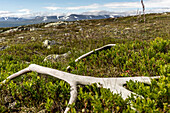  Reindeer antlers in Sarek National Park, Norrbotten County, Sweden 