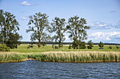 Bäume am Ufer des Peenestroms, in der Nähe von Wolgast, Mecklenburg-Vorpommern, Deutschland, Europa