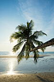 Schräge Kokospalme im Gegenlicht über dem Wasser,  Khlong Chao Beach, Haad Khlong Hin Beach, Koh Kood, Koh Kut, Golf von Thailand, Thailand