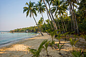  Sandy beach with coconut palms, Ao Noi Beach, Haad Khlong Hin Beach, Koh Kood, Koh Kut, Gulf of Thailand, Thailand 
