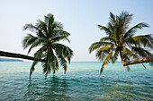 Strand mit Kokospalmen über dem Wasser, Khlong Chao Beach, Haad Khlong Hin Beach, Koh Kood, Koh Kut, Golf von Thailand, Thailand