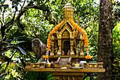 Makake Affe  (Macaca) auf buddhistischem Altar im Urwald, Nationalpark Khao Sok, Phang Nga, Surat Thani, Thailand