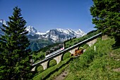  Allmendhubelbahn cable car on the steep slope above Mürren with herd of cattle, snow-capped Alpine peaks in the background, Mürren, Lauterbrunnen, Bernese Oberland, Switzerland 