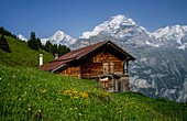  Alpine hut on an alpine meadow with wildflowers, peaks of Eiger, Mönch, and Jungfrau in the background, Mürren, Lauterbrunnen, Bernese Oberland, Switzerland 