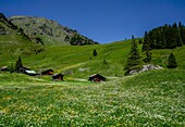  Flower Valley near Mürren, meadow with wildflowers and alpine huts, Mürren, Lauterbrunnen, Bernese Oberland, Switzerland 