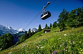  Alpine meadow with wildflowers and alpine huts, Schilthorn cable car and snow-capped Alpine mountains in the background, Mürren, Lauterbrunnen, Bernese Oberland, Switzerland 