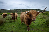 schottische Hochlandrinder, Fionnphort, Isle of Mull, Argyll and Bute Council, Schottland, Vereinigtes Königreich, Europa