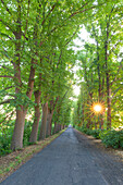 Linden tree, Tilia cordata, avenue, summer, Mecklenburg-Western Pomerania, Germany 