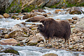  Musk ox, Ovibos moschatus, cow, female, at the river, autumn, Dovre Fjaell, Sunndalsfjella National Park, Norway 
