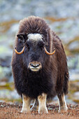  Musk ox, Ovibos moschatus, cow, female, in snowfall, autumn, Dovre Fjaell, Sunndalsfjella National Park, Norway 