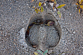  Musk ox, Ovibus moschatus, track, footprint, Dovre Fjaell, Sunndalsfjella National Park, Norway 
