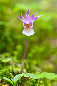 Norne, Calypso bulbosa, blühende Orchidee, Jämtland, Schweden