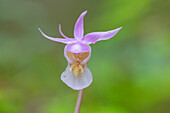  Norne, Calypso bulbosa, flowering orchid, Jämtland, Sweden 