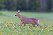  Roe deer, Capreolus capreolus, doe in a meadow with dandelions, May, Schleswig-Holstein, Germany 