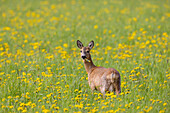 Rehwild, Capreolus capreolus, Ricke in einer Wiese mit Löwenzahn, Mai, Schleswig-Holstein, Deutschland