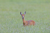 Rehwild, Capreolus capreolus, Ricke in einer Wiese mit Pusteblumen, Mai, Schleswig-Holstein, Deutschland
