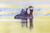  Red-necked grebe, Podiceps grisegena, adult grebe, preening its feathers, Schleswig-Holstein, Germany 