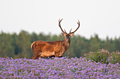  Red deer, Cervus elaphus, in a flower meadow, Skane, Sweden 