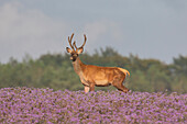Rotwild, Cervus elaphus, Rothirsch in einer Blumenwiese, Skane, Schweden