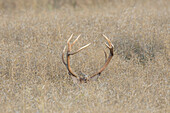 Red deer (Cervus elaphus) in a rapeseed field, Scania Province, Sweden 