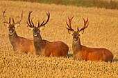  Red deer (Cervus elaphus) in a grain field, Scania Province, Sweden 