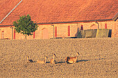  Red deer, Cervus elaphus, in the grain in front of a farm, summer, Skane, Sweden 