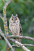 Long-eared Owl, Asio otus, adult owl perched in a tree, Schleswig-Holstein, Germany 