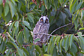  Long-eared owl, Asio otus, young owl sitting in a tree, Schleswig-Holstein, Germany 