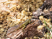 Spiny lizard in the desert of California - USA