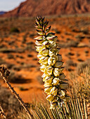 Yuka plant in Monument Valley, Utah, USA