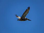 Flying pelican at Point Lobos State Natural Reserve Monteray, California, USA