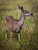 Doe in Point Lobos Natural State Reserve, California, USA