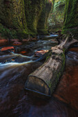  The narrow Devil&#39;s Pulpit gorge with its moss-covered walls and brown waterbed. A tree trunk lies in the water. 