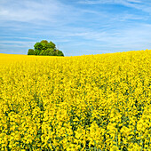  Rapeseed field in sunshine 