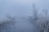  Stream in the morning mist, Kochelmoos, Kochel am See, Upper Bavaria, Bavaria, Germany, Europe 
