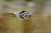  A pond frog is reflected in the water, Bavaria, Germany 