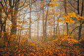  Morning mood in a forest in autumn south of Munich, Bavaria, Germany, Europe 