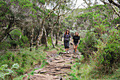 Women on a footpath in a Highland tamarins (Acacia heterophylla) forest. Mafate cirque. Reunion island,overseas departement of France,Indian Ocean