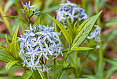  Close-up of Magnificent Starflowers (Amsonia Illustris) in the Botanical Garden of Dresden 