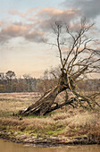  Old willow in the Elbe River Landscape Biosphere Reserve near Dömitz, Mecklenburg-Western Pomerania, Germany 